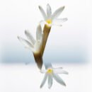 Paco Rabanne 1 Million Parfum - 100 ML